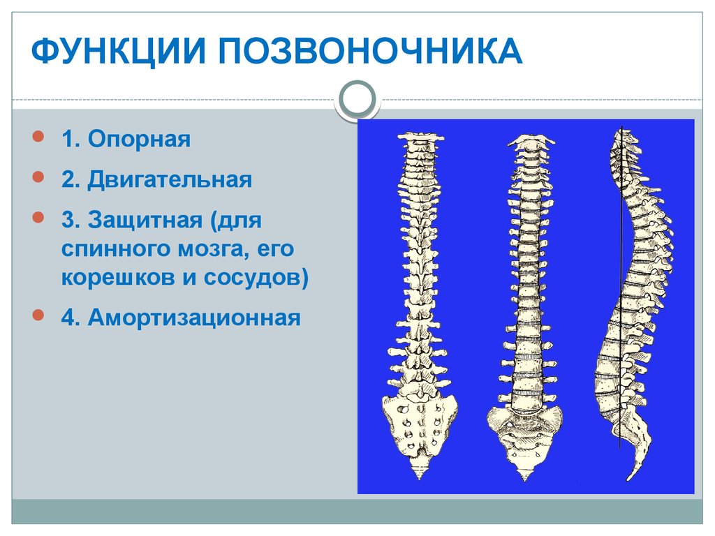 Функции позвоночника человека
