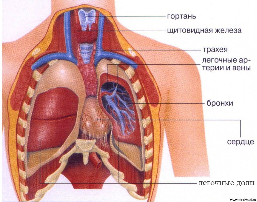 Спина часто болит под лопаткой и жгет чем лечить
