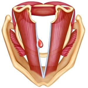 Голосовые связки Почему пропадает голос